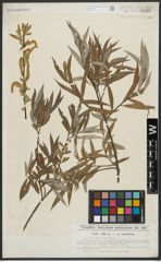 Foto von Salix alba L.